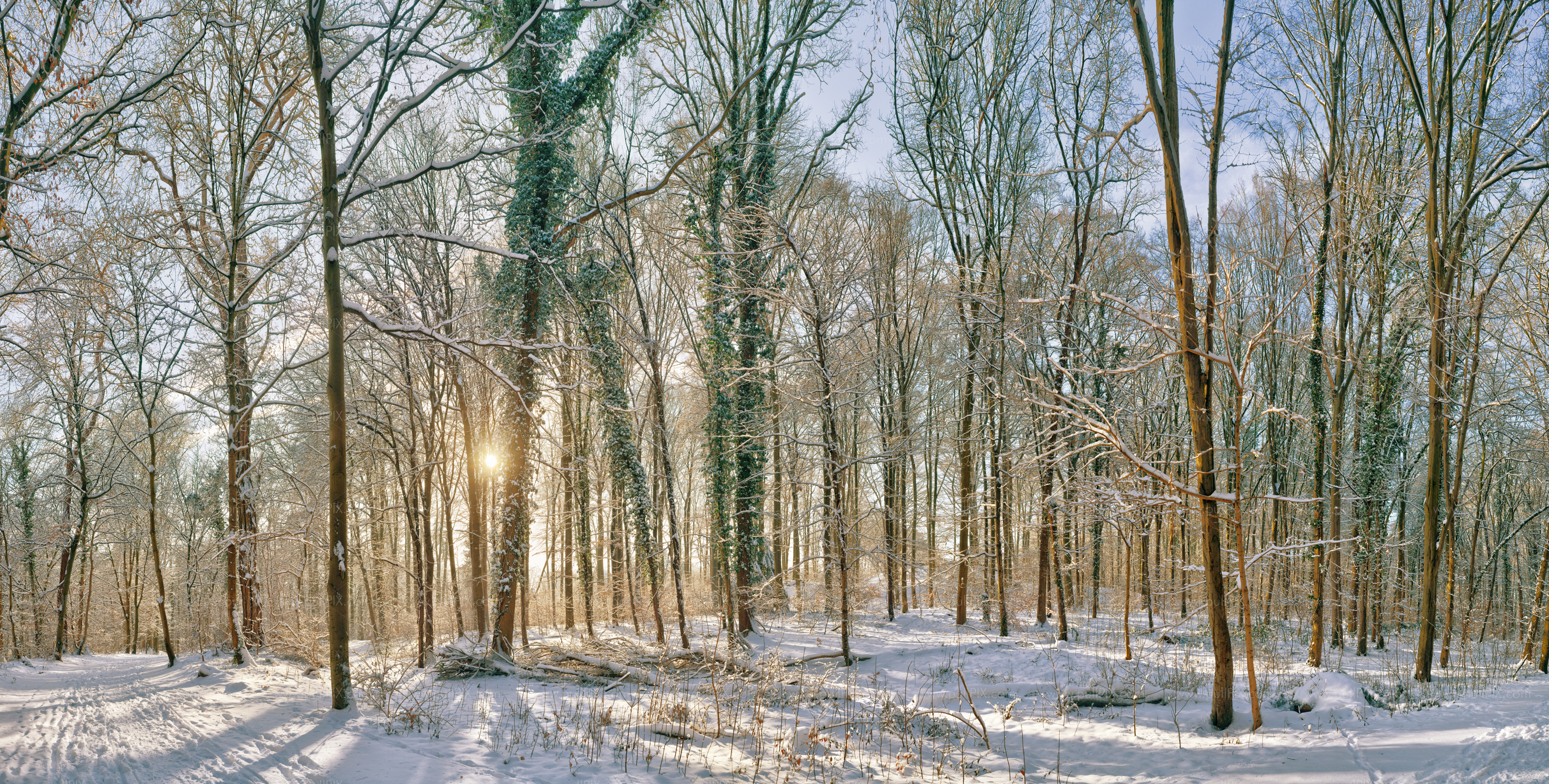 Preview Winterwald bei Koeln gelb.jpg